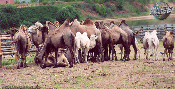 Двугорбый верблюд. Фото: «Зоогалактика» zoogalaktika.ru Двугорбый верблюд
