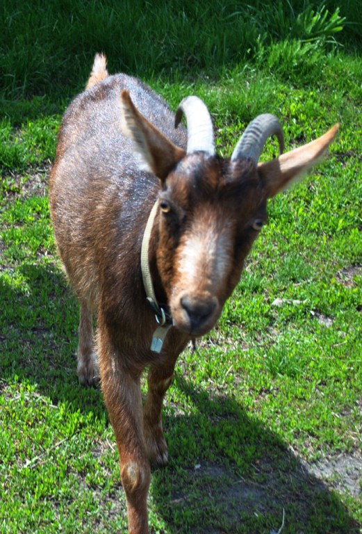 Рассказы о здоровье. Что делать, если болит спина. Как лечить боли в коленях Пояса и наколенники из верблюжьей шерсти