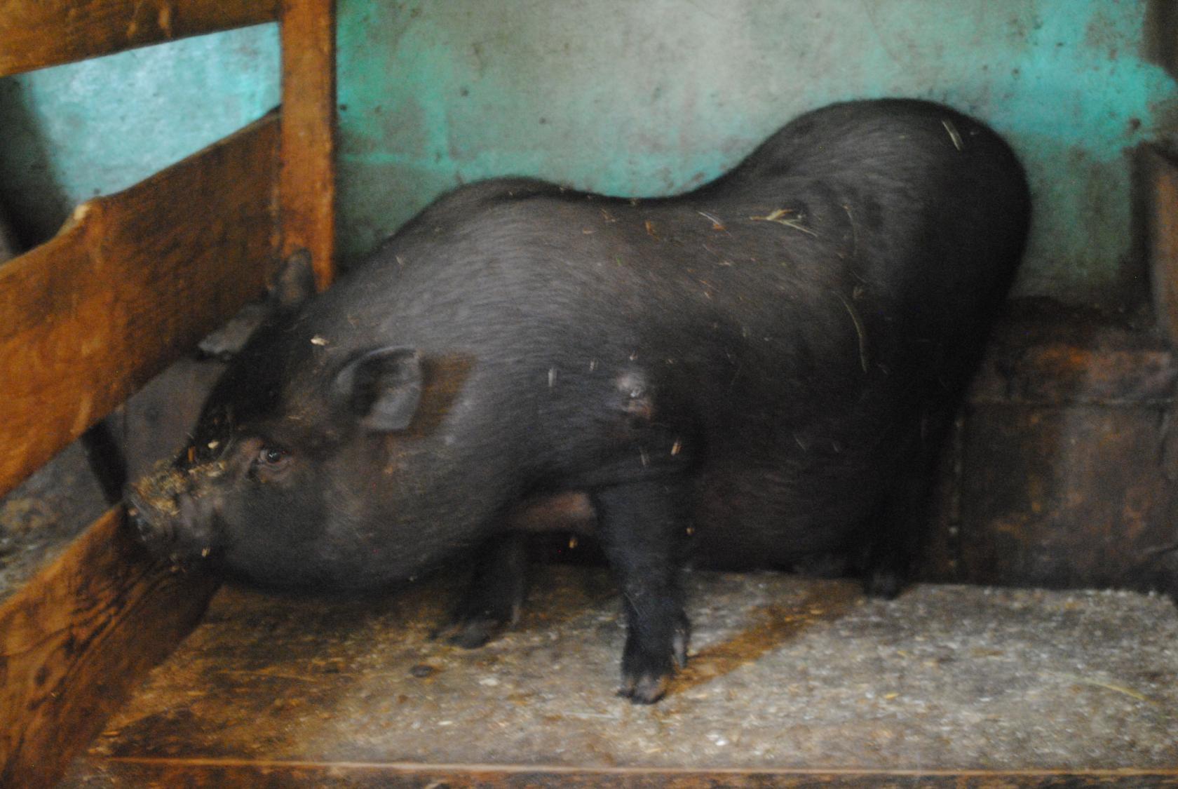 Рассказы о здоровье. Что делать, если болит спина. Как лечить боли в коленях Пояса и наколенники из верблюжьей шерсти